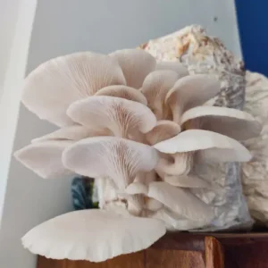White Oyster